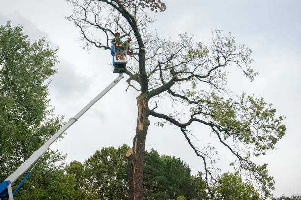 Best Tree Disease Treatment  in Farngton, MI